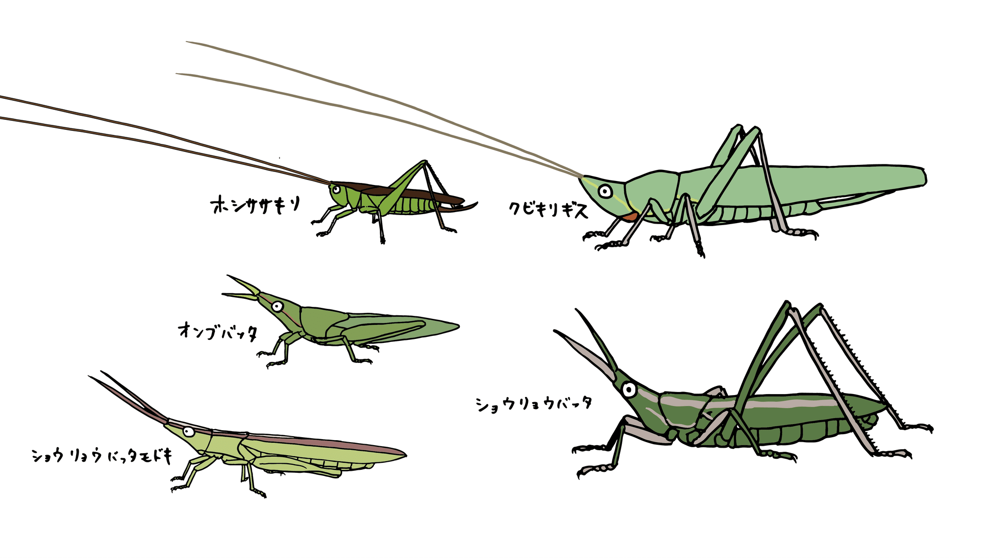 あなたの 耳 はどこにある コオロギ バッタの耳の話 浜松科学館 みらいーら あなたの 耳 はどこにある コオロギ バッタの耳の話 浜松科学館 みらいーら