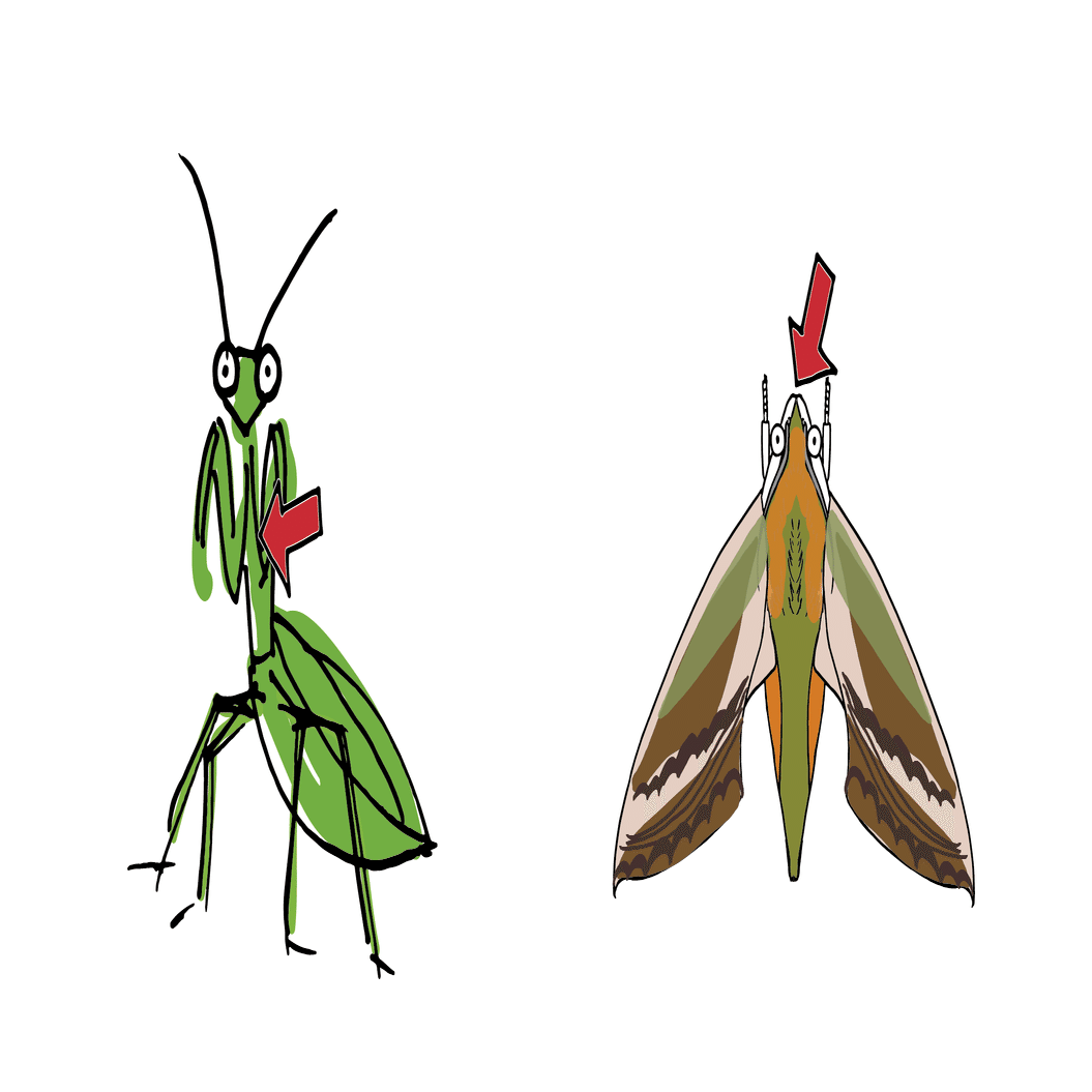 あなたの 耳 はどこにある コオロギ バッタの耳の話 浜松科学館 みらいーら