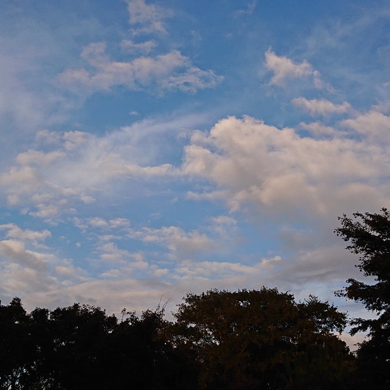 先日撮影した青空。下の木々も紅葉してきましたが、暗く写ってしまいました。