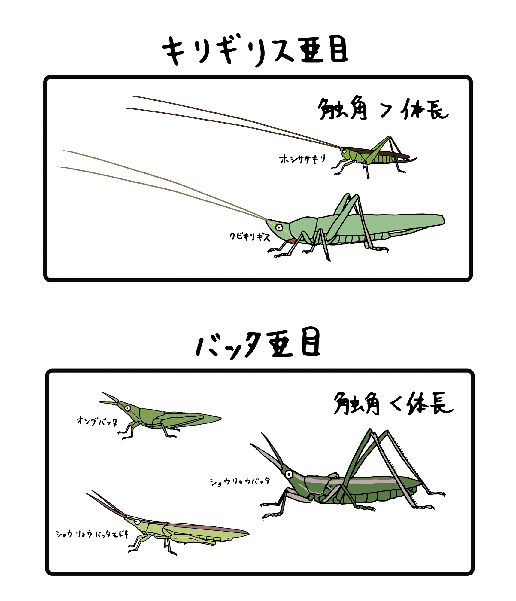 あなたの 耳 はどこにある コオロギ バッタの耳の話 浜松科学館 みらいーら あなたの 耳 はどこにある コオロギ バッタの耳の話 浜松科学館 みらいーら