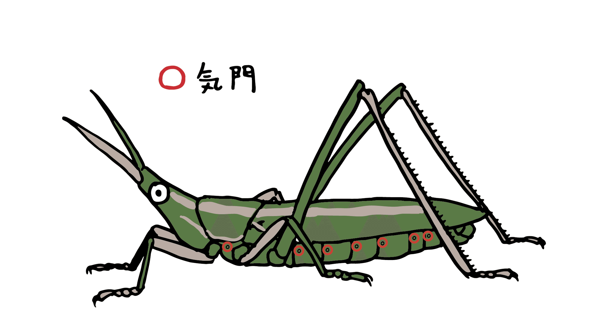 あなたの 耳 はどこにある コオロギ バッタの耳の話 浜松科学館 みらいーら あなたの 耳 はどこにある コオロギ バッタの耳の話 浜松科学館 みらいーら
