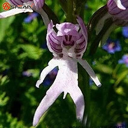 ❤塩源瑪瑙❤蝶々❤珊瑚❤薔薇❤ラリマー❤クンツァイト❤シャコ貝❤花翡翠❤ 高知の珊瑚ブローチ小 薔薇H -【当店限定】すべて1点もの、高知