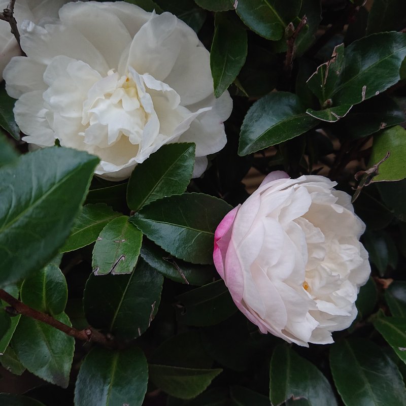 先日載せたピンクのつぼみ。花が咲くと白い花だったことがわかります。外側に残るピンク色がアクセントになって、まるで初恋をした少女の頬のようでつい見てしまう可愛いお気に入りの花です。