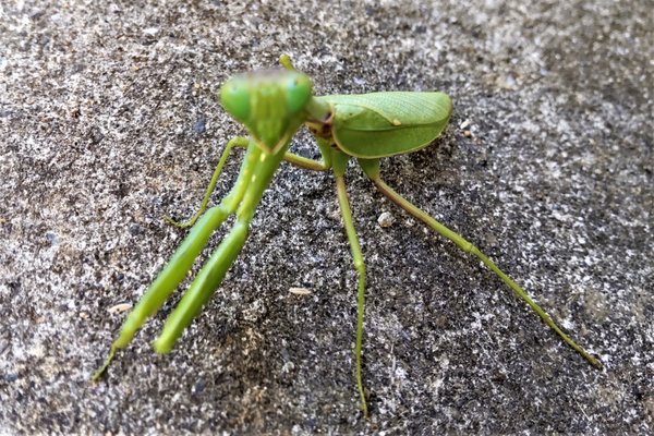 獲物を探す の新着タグ記事一覧 Note つくる つながる とどける