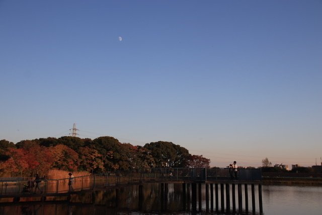 公園の池と半月