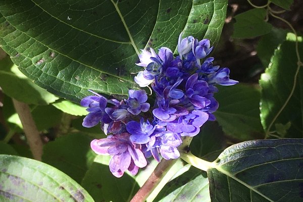 秋の紫陽花 の新着タグ記事一覧 Note つくる つながる とどける