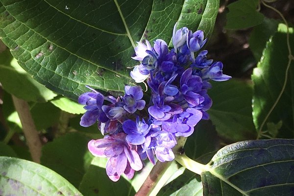 秋の紫陽花 の新着タグ記事一覧 Note つくる つながる とどける 秋の紫陽花 の新着タグ記事一覧 Note つくる つながる とどける