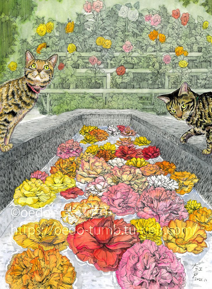 ベゴニアの花と猫たち（調布・神代植物公園）｜大江戸