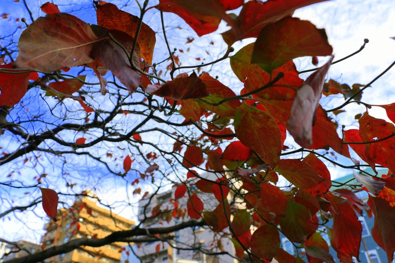 今日の一枚は「秋を探して街で紅葉狩り Part１（撮影：11/14）」です。