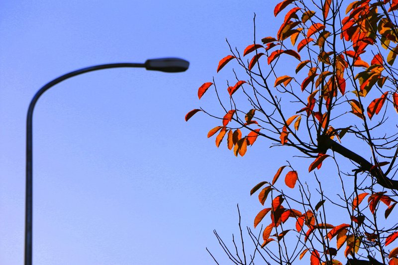 今日の一枚は「秋を探して街で紅葉狩り Part３（撮影：11/14）」です。