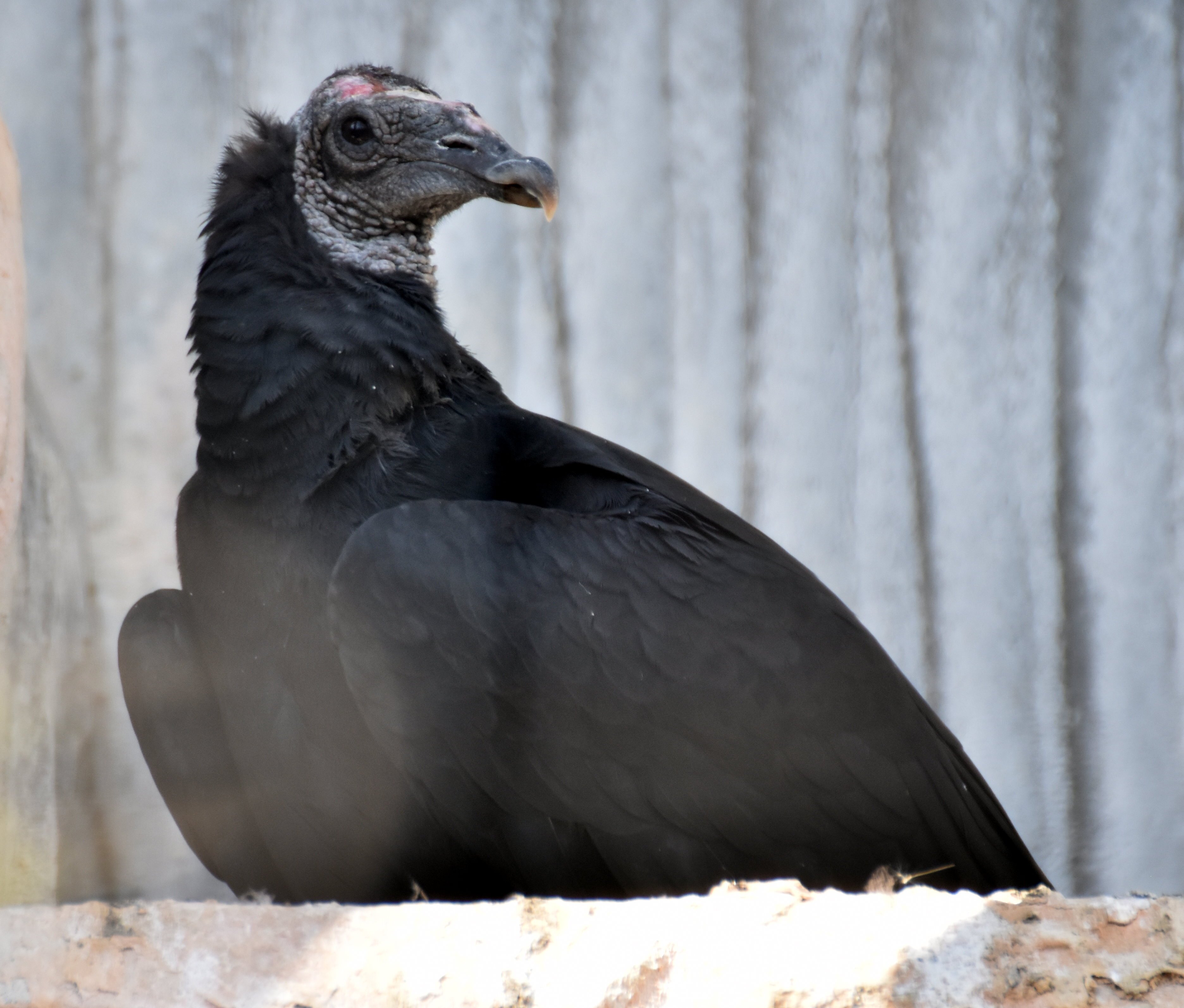 クロコンドル タカ目コンドル科 Hirahiranote Note