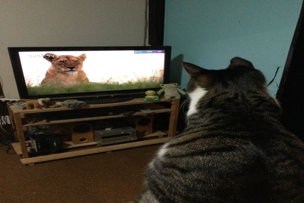 テレビを見る猫 の新着タグ記事一覧 Note つくる つながる とどける