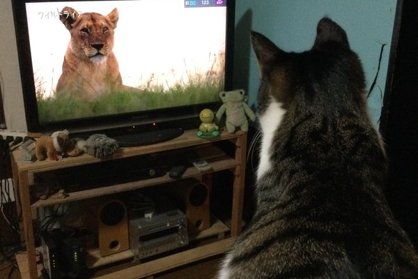 テレビを見る猫 の新着タグ記事一覧 Note つくる つながる とどける テレビを見る猫 の新着タグ記事一覧 Note つくる つながる とどける