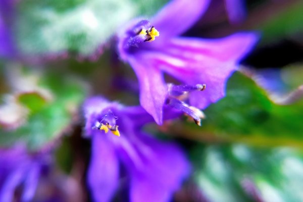 キランソウ花言葉はあなたを待っています の新着タグ記事一覧 Note つくる つながる とどける キランソウ花言葉はあなたを待っています の新着タグ記事一覧 Note つくる つながる とどける