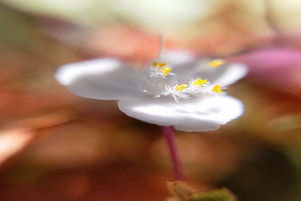 ブライダルベールの花言葉はしあわせを祈る の新着タグ記事一覧 Note つくる つながる とどける