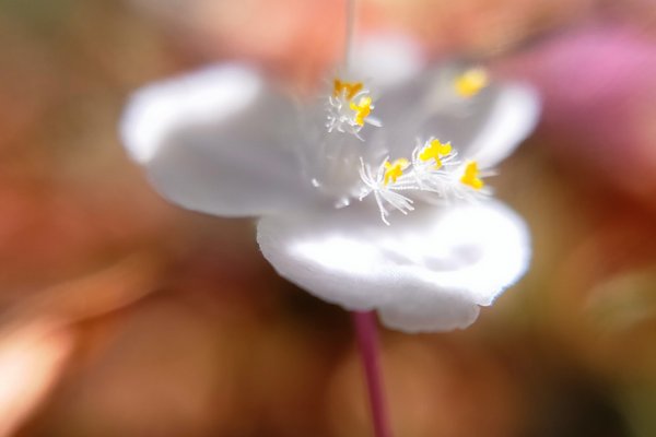 ブライダルベールの花言葉はしあわせを祈る の新着タグ記事一覧 Note つくる つながる とどける ブライダルベールの花言葉はしあわせを祈る の新着タグ記事一覧 Note つくる つながる とどける