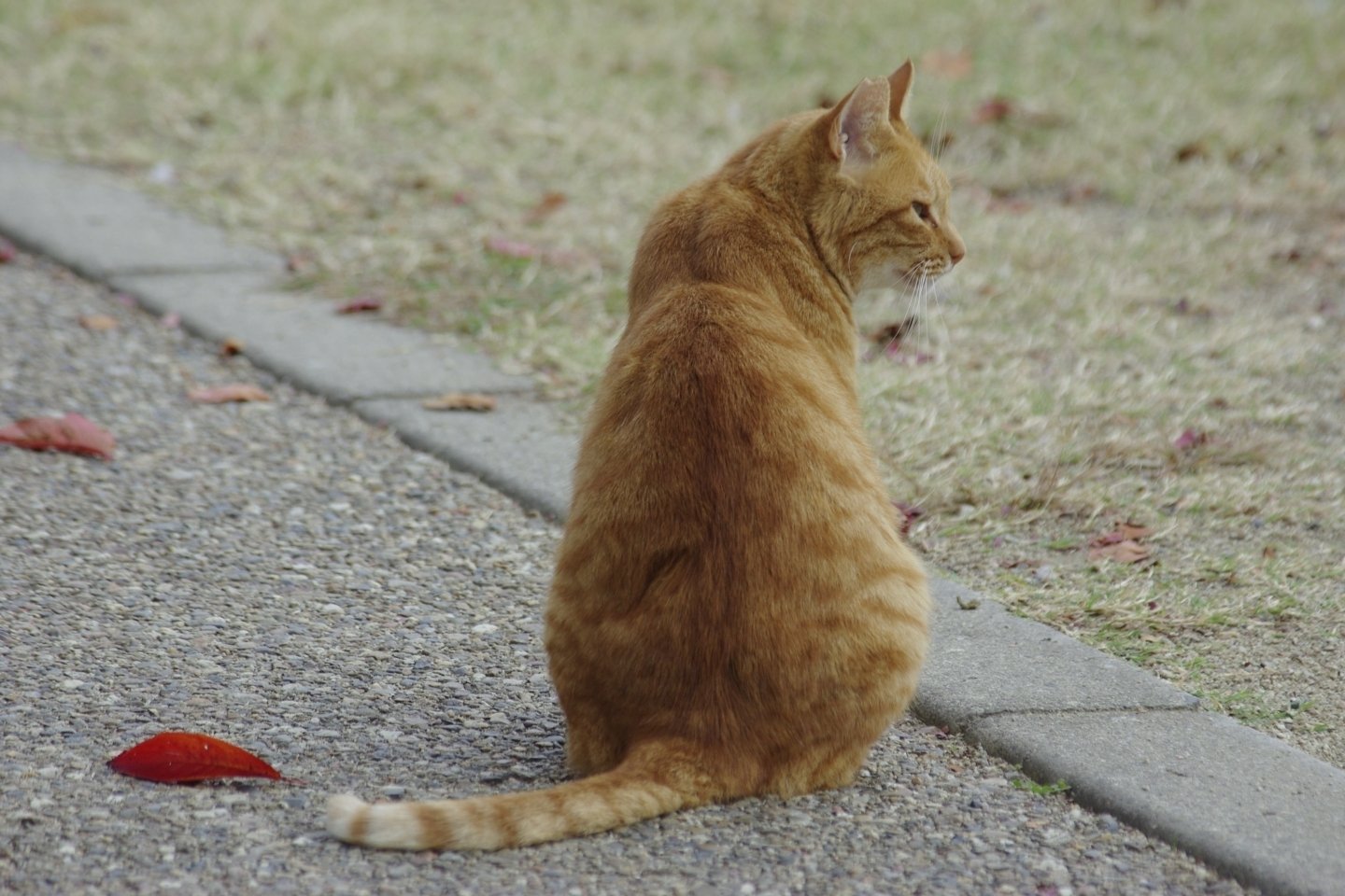 猫は背中で語る 佐久間ディック Note
