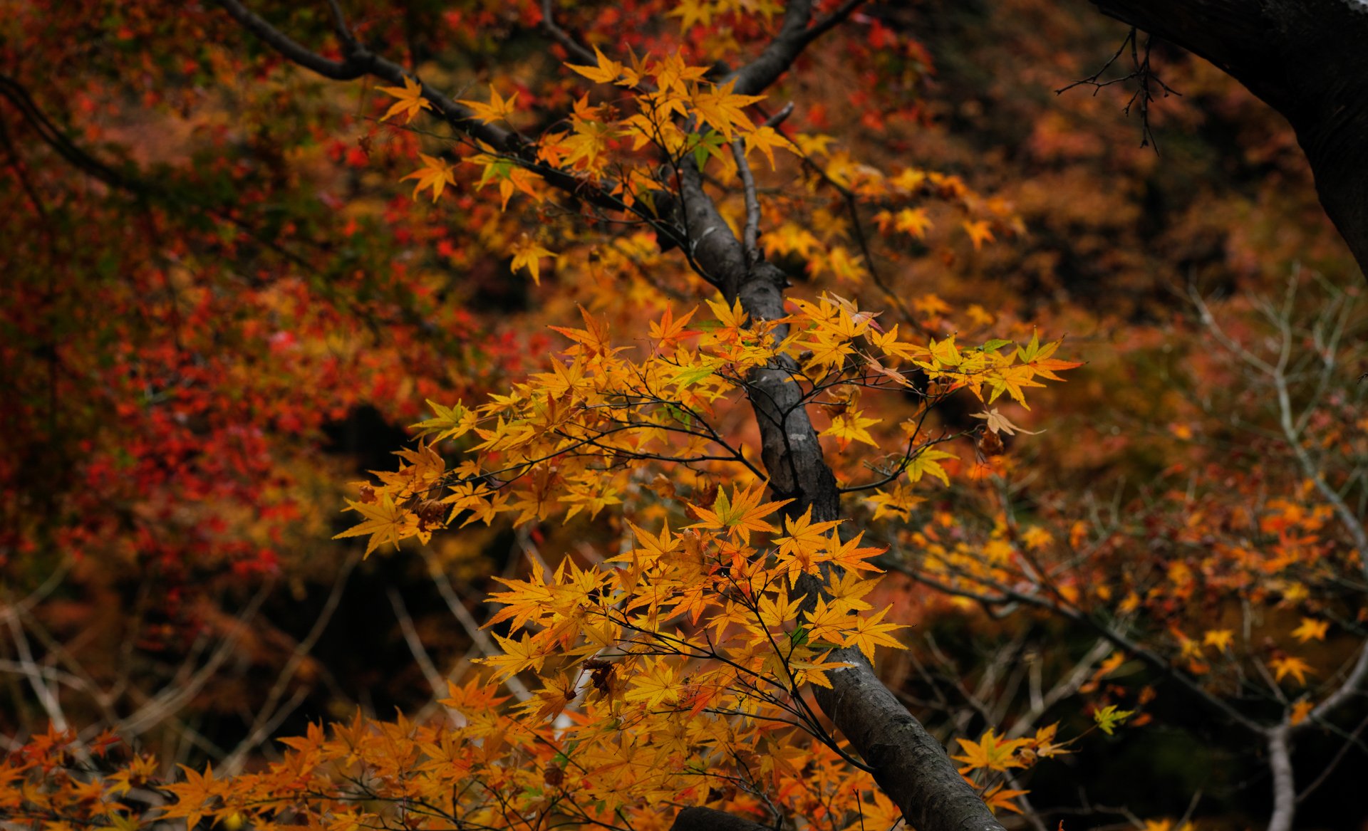 秋麗 燿 Hikari Note 秋麗 燿 Hikari Note