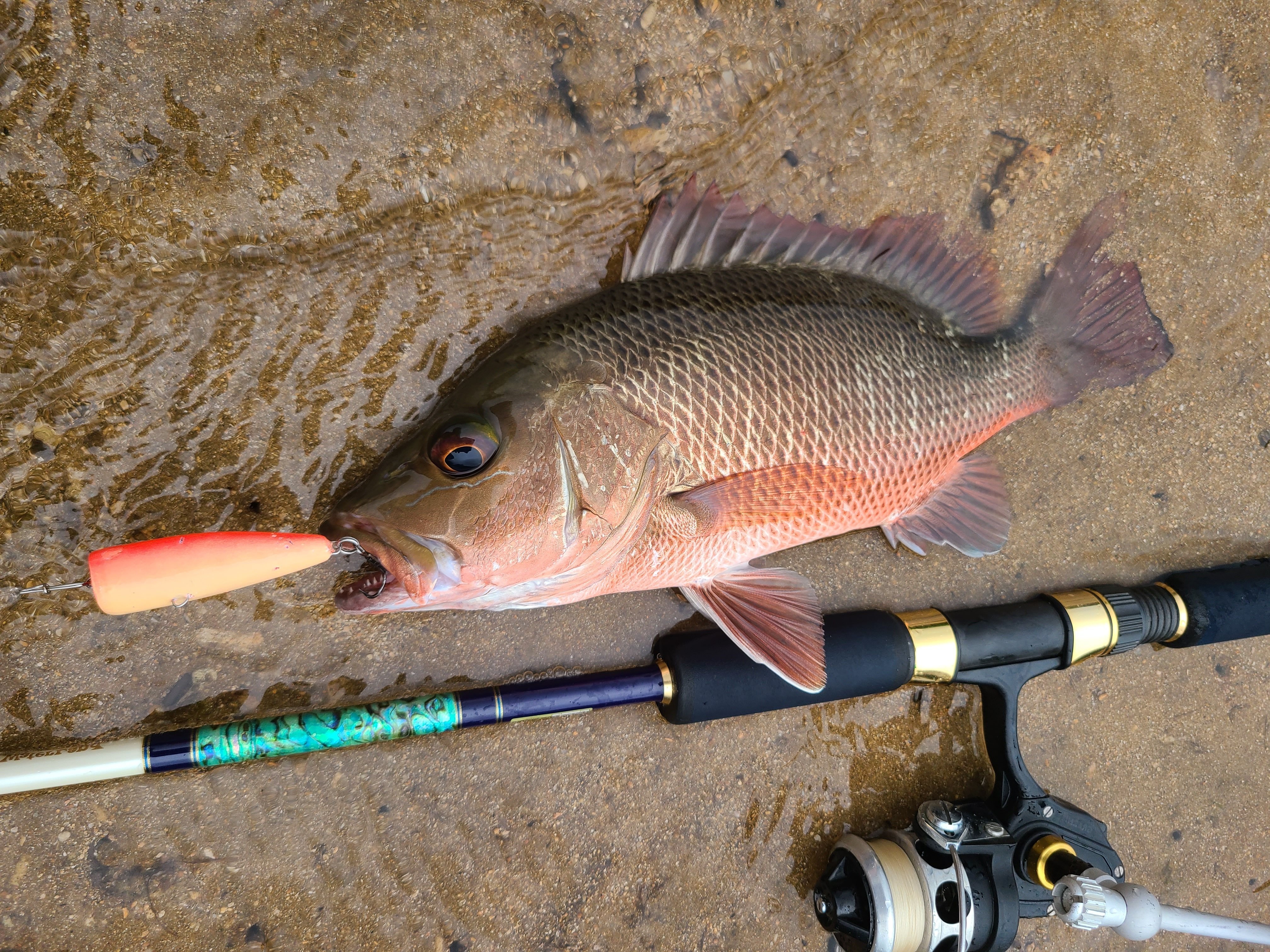 西表島 リーフフィッシング篇｜ロッシュお嬢様