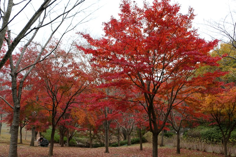 今日の一枚は「秋深し Part１」です。秋深しとは、秋の気配がすっかり深まった風情をいうとのことで、季節としては晩秋（十月）を指すようですが、紅葉真っ盛りですから１１月でも良しとしてください。写真はまたまたズーラシアの一角です。