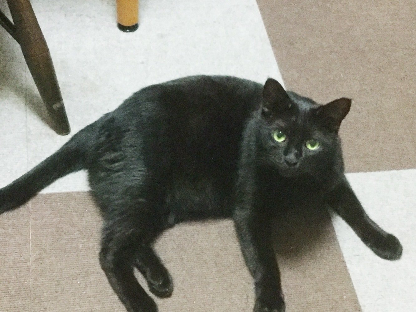 譲渡会での出会いから10年。我が家の守り神に感謝｜すぎちゃん｜note