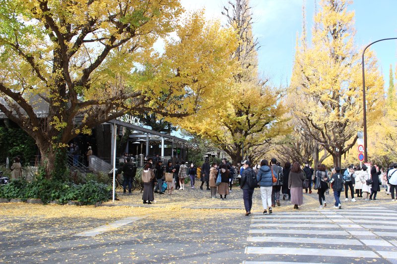 神宮外苑のいちょう並木は今がベストシーズン！　もちろん人が大勢います