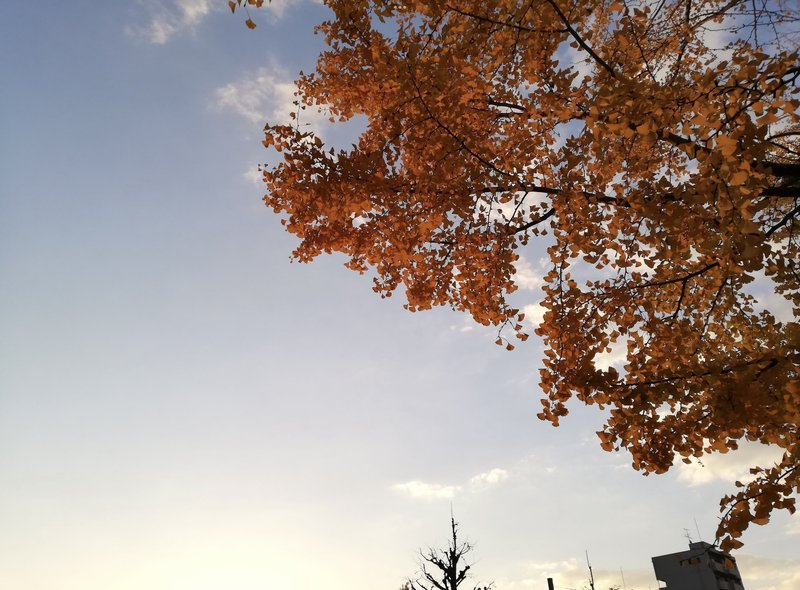 朝陽を受けて輝く銀杏の木。色づいた葉を光らせながら枝を伸ばしている姿を見ると、「今日も頑張ろう」とまではいかないもののなんだか少し力をもらえた気がしました。