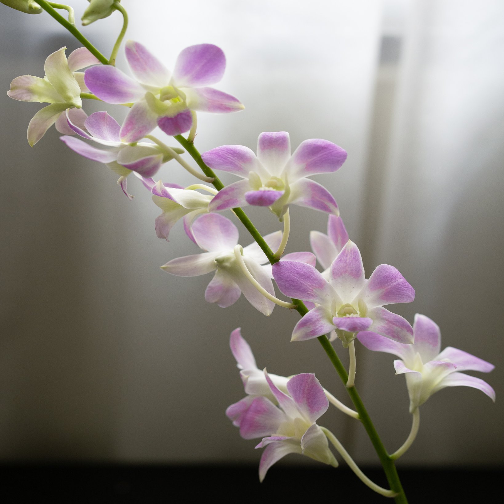 シンガポールのウェットマーケットで花を買う ままま みみ シンガポール Note