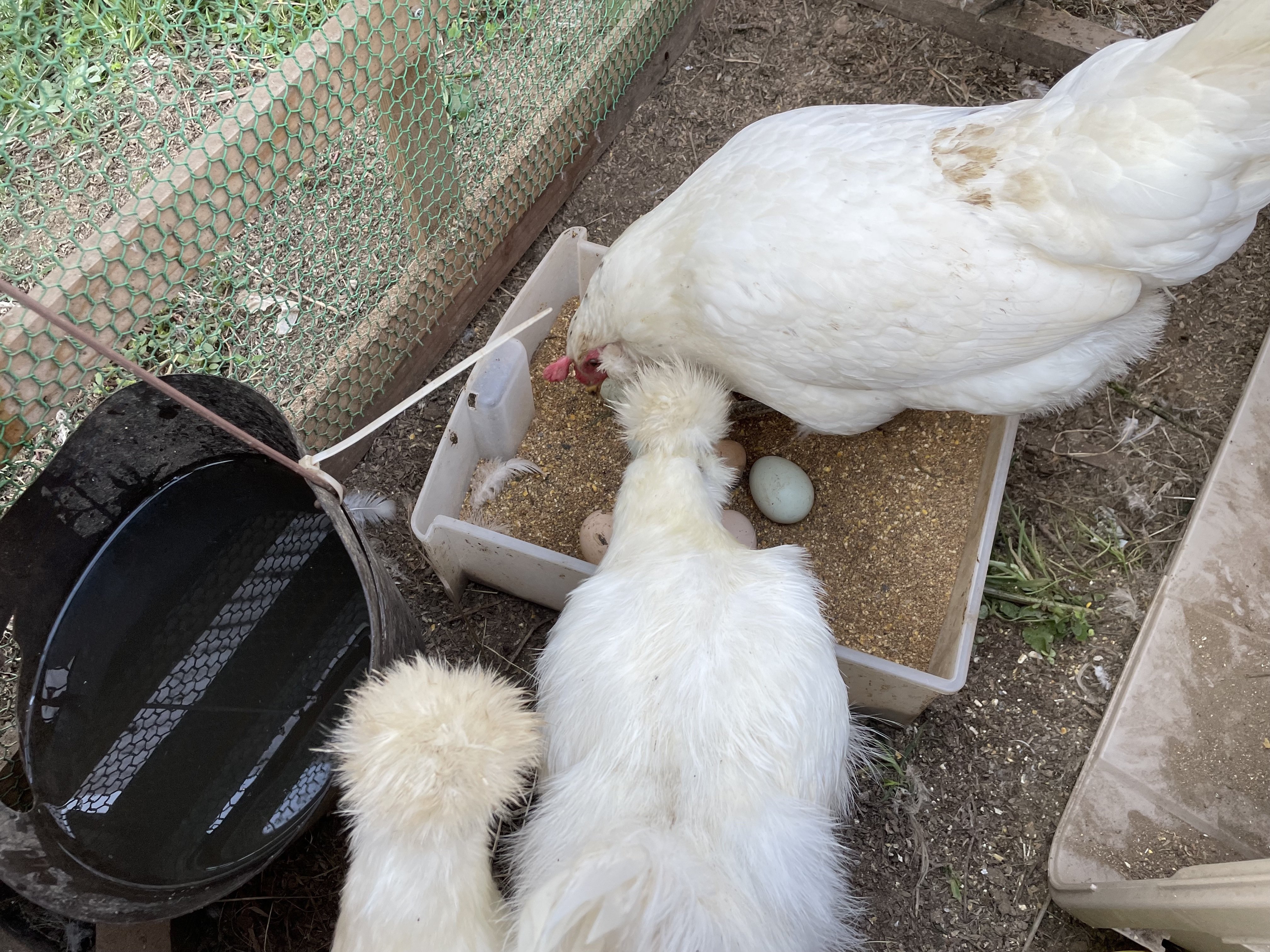 冬に備えてニワトリたちがモフモフになってきた Noriaki Kawanishi 田舎暮らしデザイナー Note