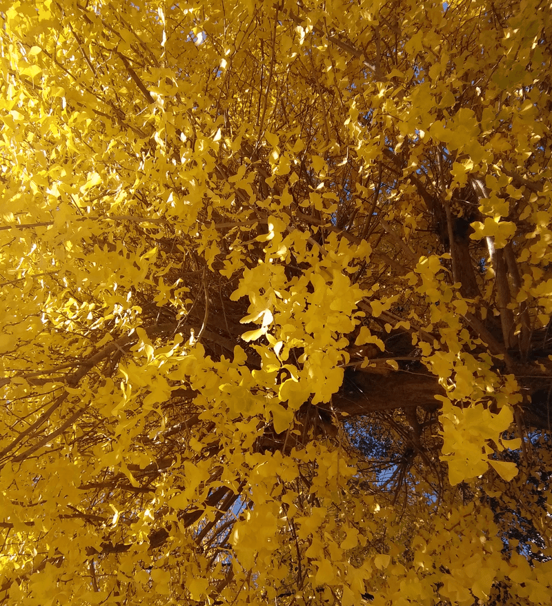 秋の名残の銀杏の木の画像。きれいに黄色くなった葉が、陽の光に映えてとてもきれいです。