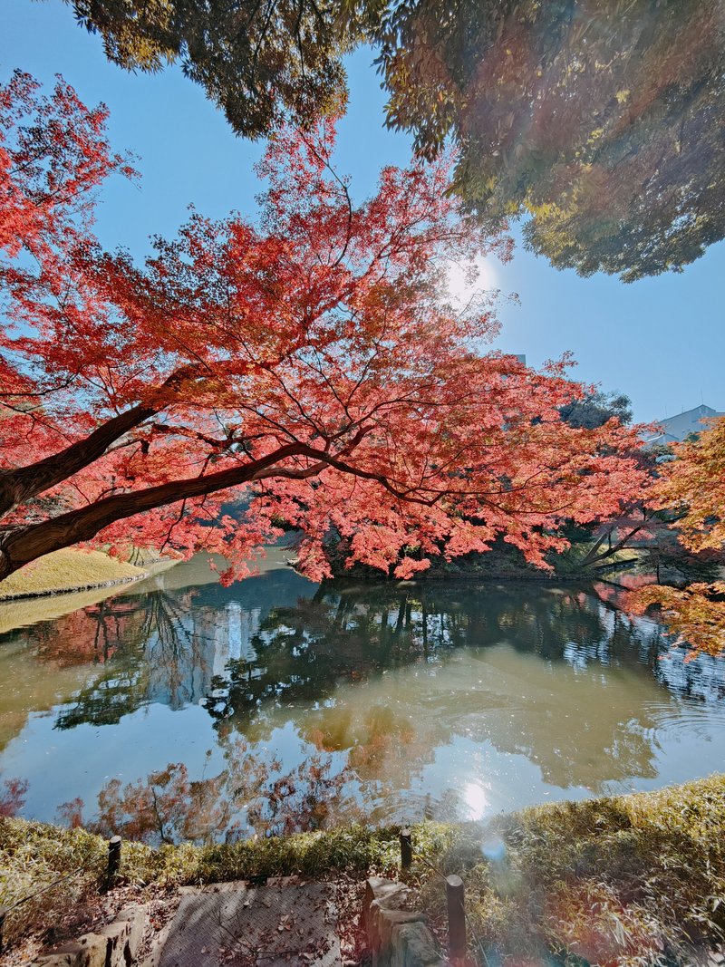 今回は紅葉を観に、都立九庭園のひとつ「小石川後楽園」に来ています！しばし、私といっしょに紅葉を楽しみましょう！😃