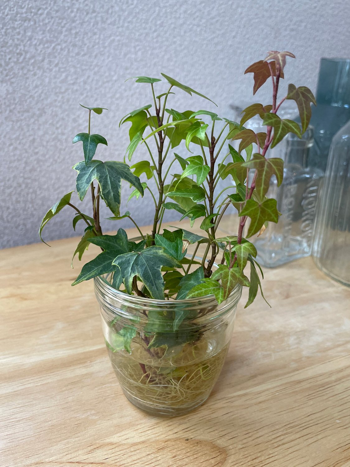 新天地錦特大株｜観葉植物