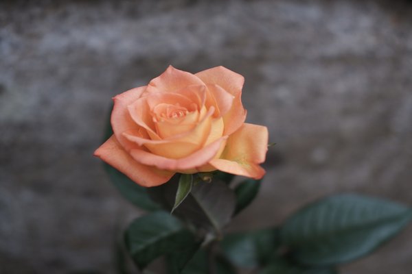オレンジ薔薇の花言葉 絆信頼さわやかすこやか愛嬌 の新着タグ記事一覧 Note つくる つながる とどける