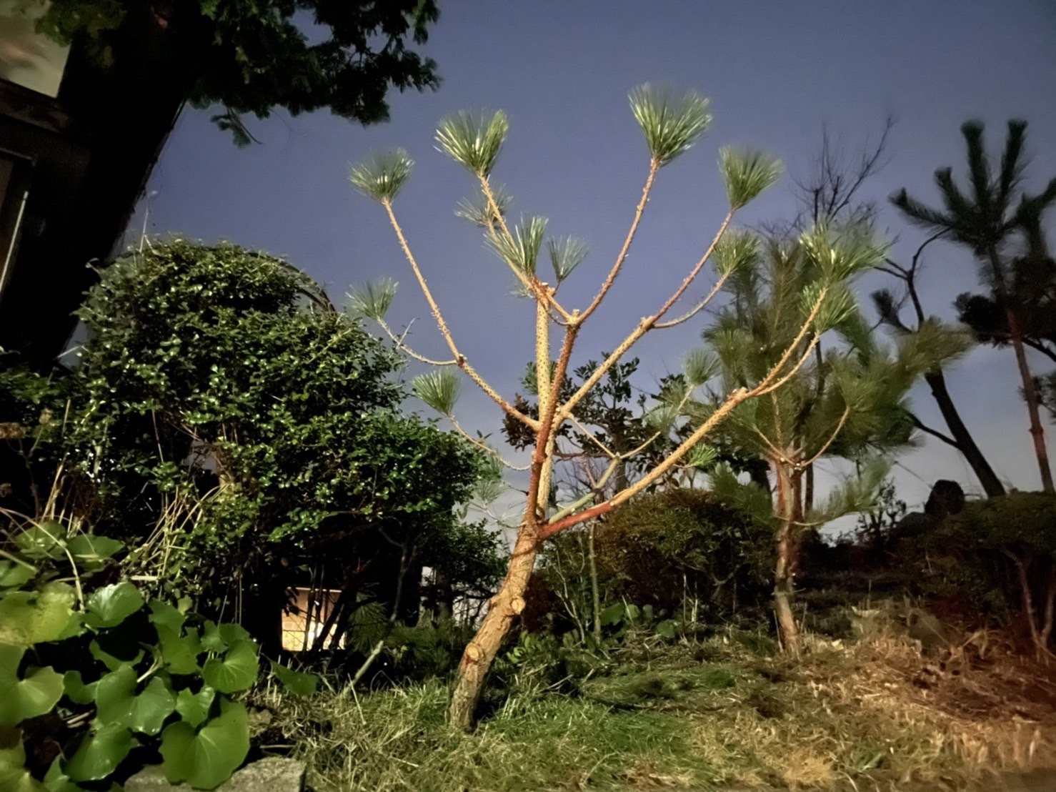 黒松の剪定が難しい Noriaki Kawanishi 田舎暮らしデザイナー Note 黒松の剪定が難しい Noriaki Kawanishi 田舎暮らしデザイナー Note