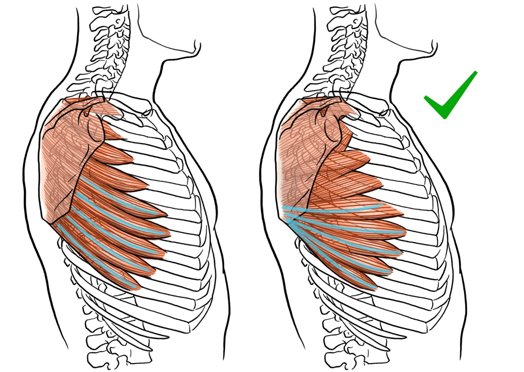 破綻しない絵を描くために 観察力を養う 美術解剖学 のススメ 加藤公太 Kuaイラストレーションコース Note