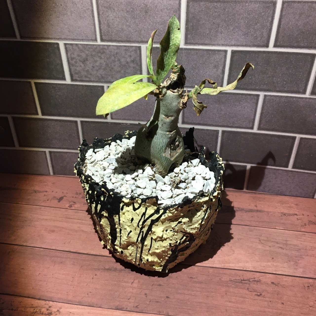 今まで作ってきたハンドメイド鉢の一部を公開!!|ぴざぁる 今まで作ってきたハンドメイド鉢の一部を公開!!|ぴざぁる