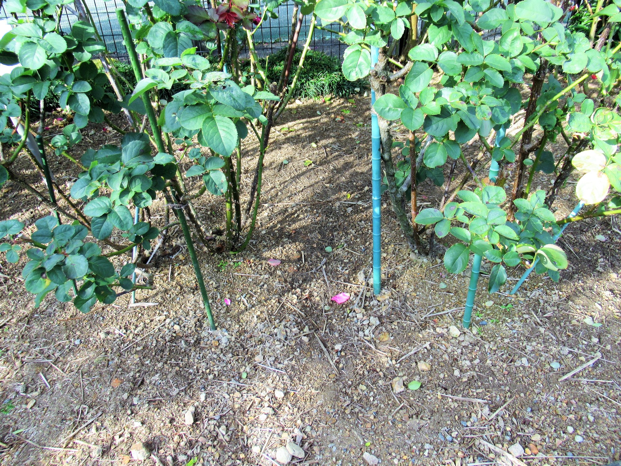 令和3年12月5日 日 敷き藁撤去作業 伊勢の神宮ばら園 Note 令和3年12月5日 日 敷き藁撤去作業 伊勢の神宮ばら園 Note