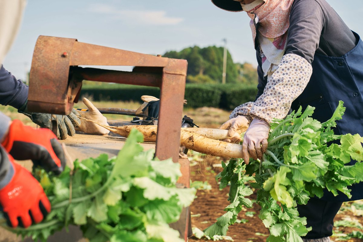 干したくあん用のだいこんをやぐらに掛けられるよう、結束作業  