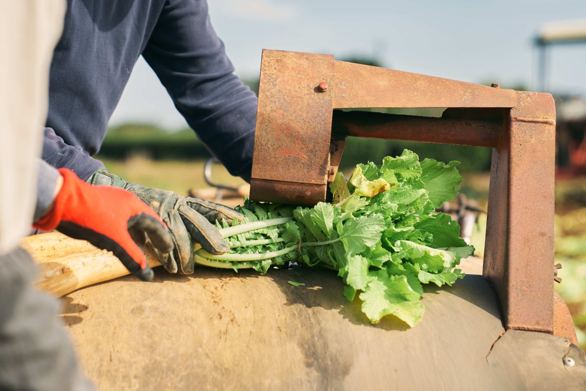 干したくあん用のだいこんをやぐらに掛けられるよう、結束作業  