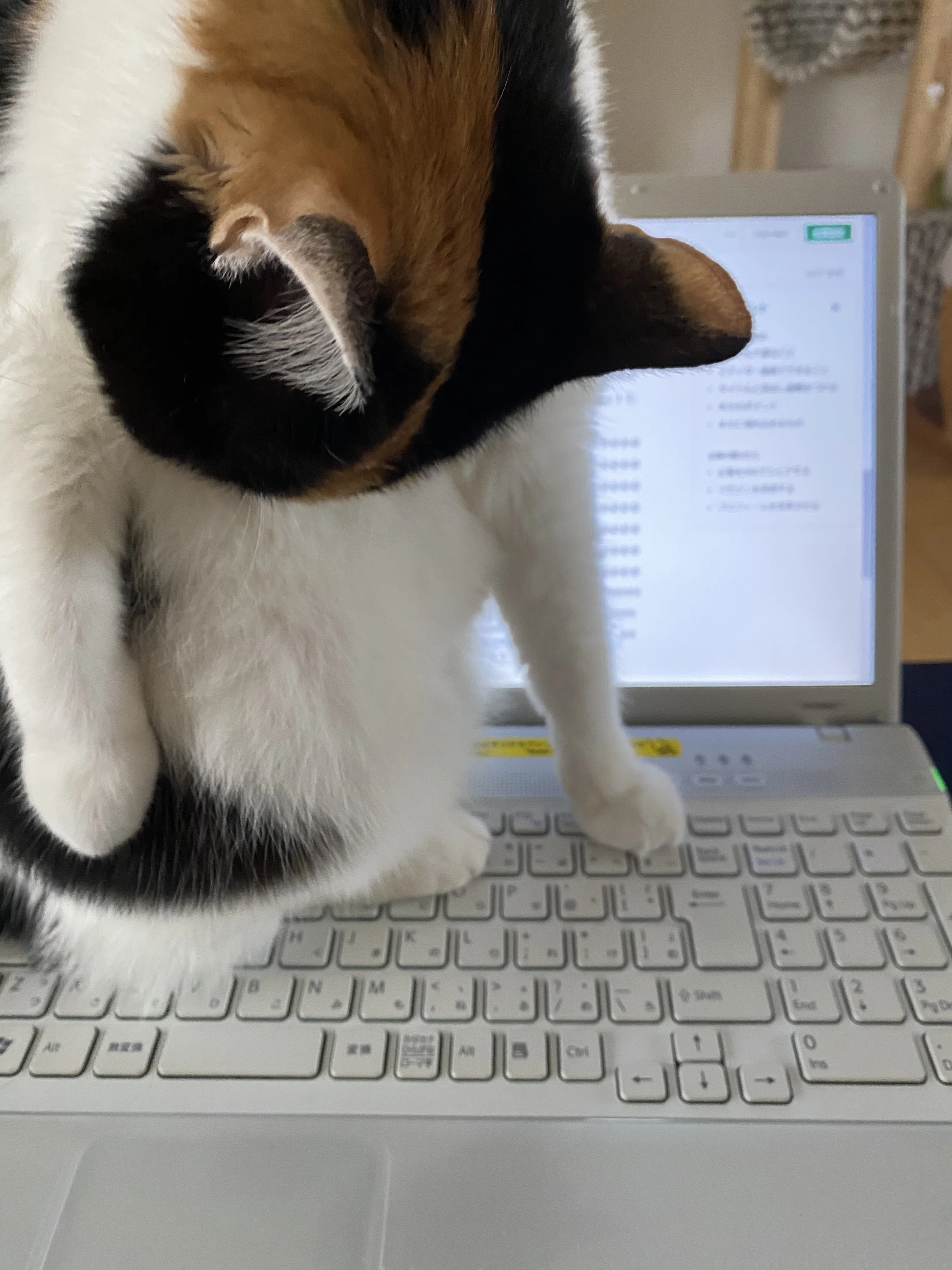 時間からの解放 新しいPCとそれを素人がどうやって選んだか｜読む猫