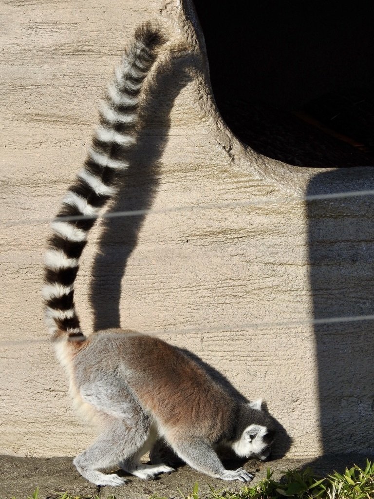 ワオキツネザルの尻尾は長い Nsw72 Note