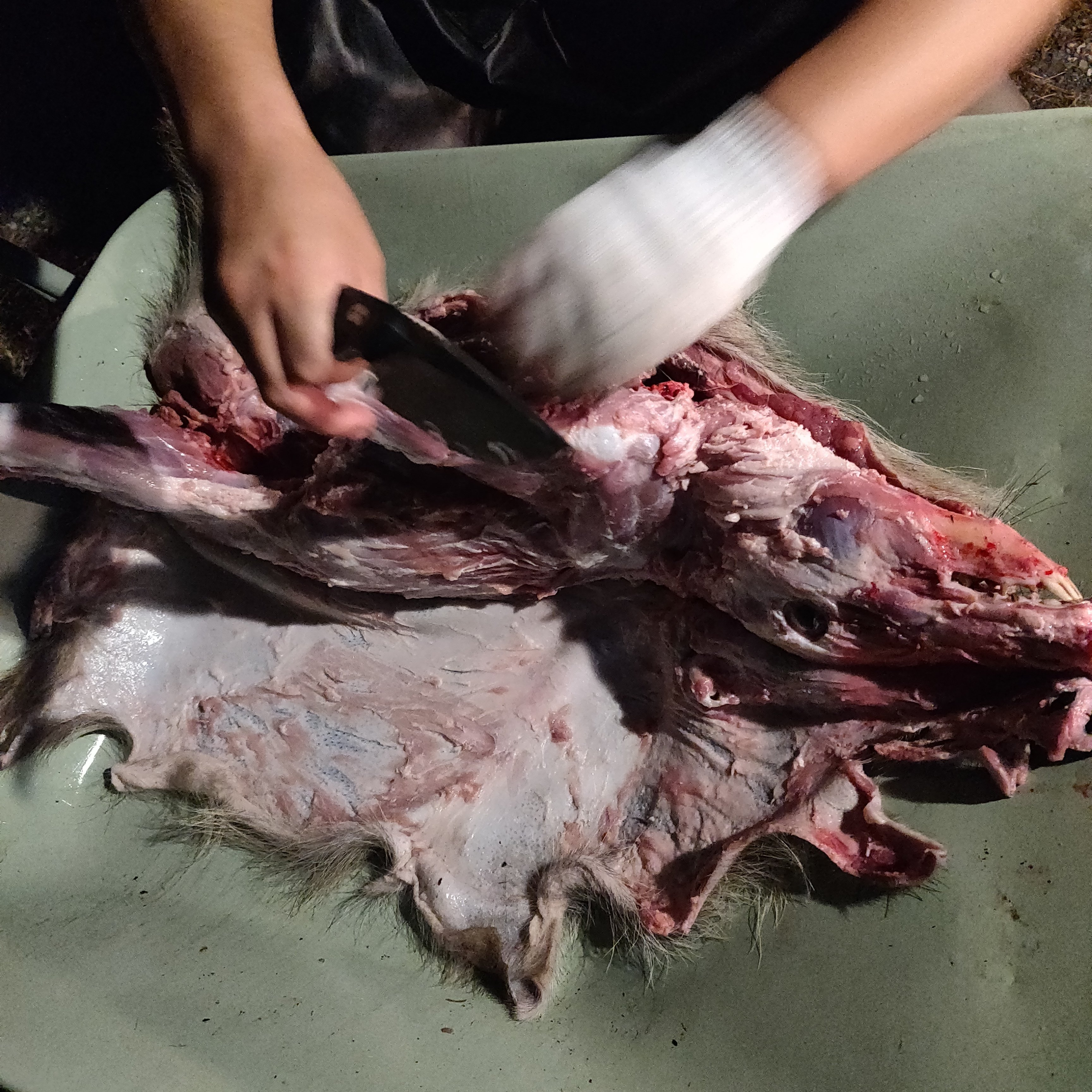 初めて獣を殺し、精肉し、食べた話｜amphibian