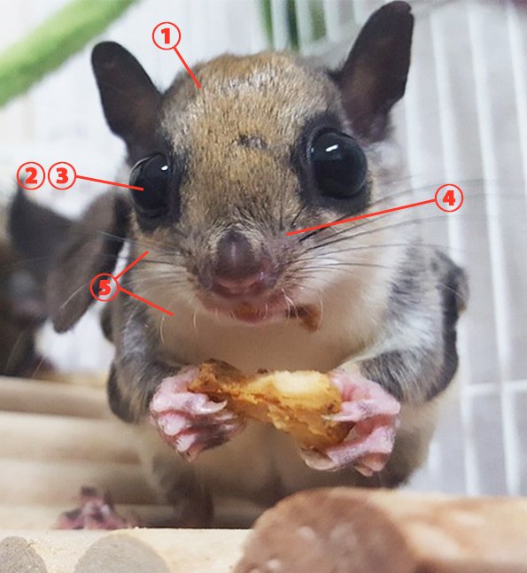 動物の かっこいい かわいい を決める要素は何 山村れぇ Kuaイラストレーションコース Note