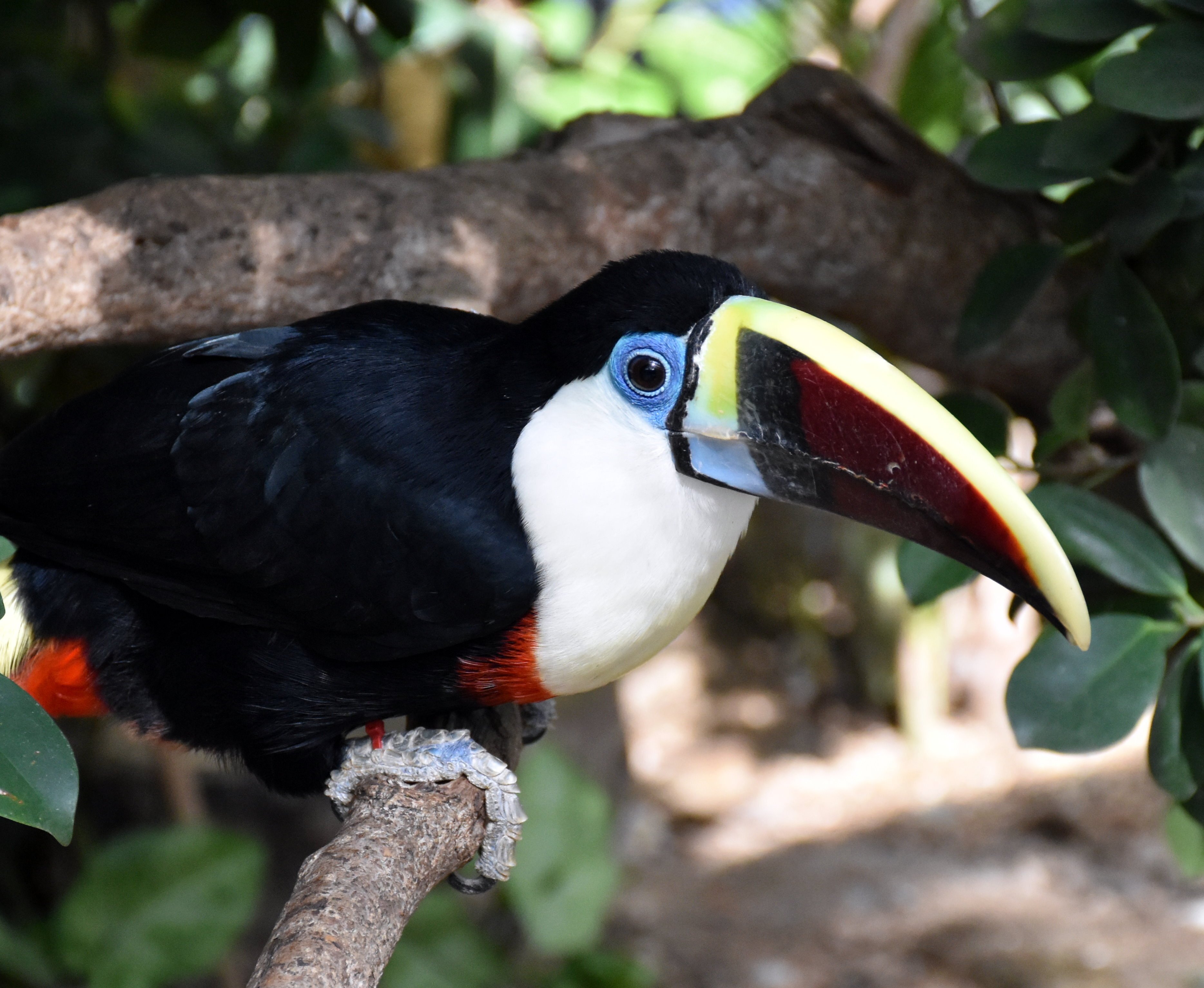 シロムネオオハシ キツツキ目オオハシ科 Hirahiranote Note