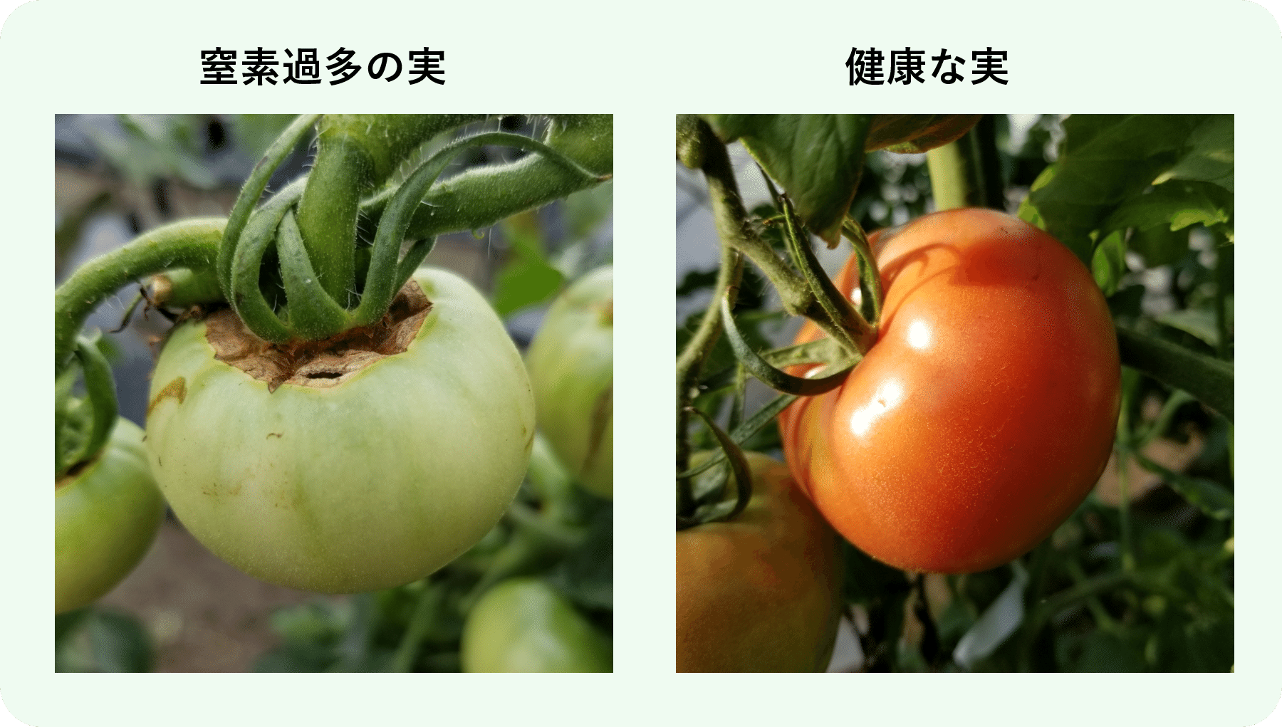 トマト 葉が巻く 窒素過多 初心者が成功するためのポイント ミライ菜園 Note トマト 葉が巻く 窒素過多 初心者が成功するためのポイント ミライ菜園 Note