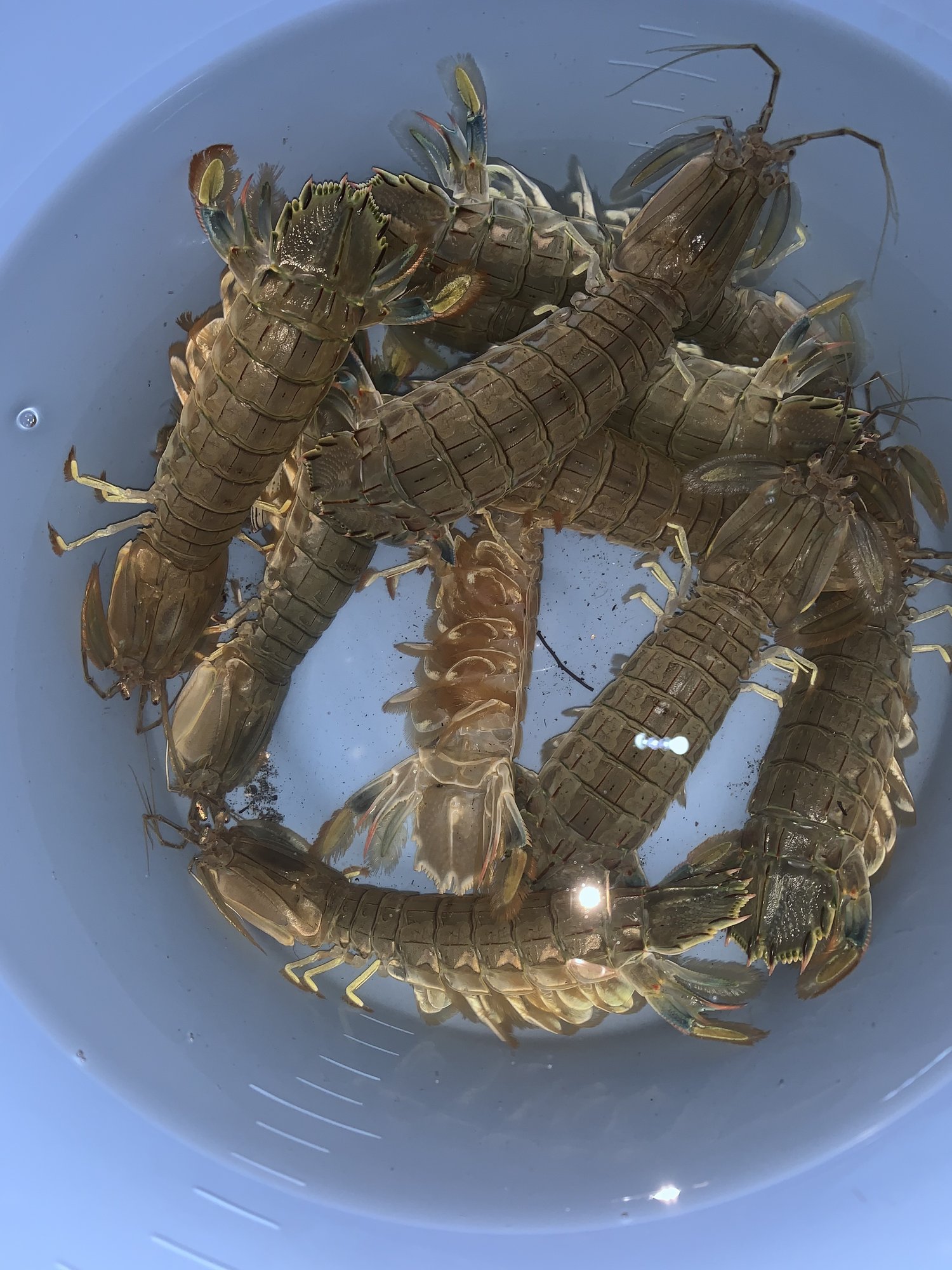 永久保存版 釣ったシャコを最高においしく食べる3つのポイント 釣り仙人しげぞう Note 永久保存版 釣ったシャコを最高においしく食べる3つのポイント 釣り仙人しげぞう Note