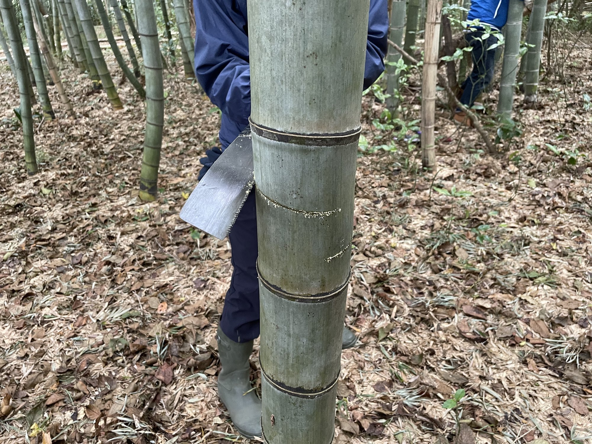 いしかわ自然学校の受講メンバーと考える竹を活用したイベント 冬の間伐体験 Noriaki Kawanishi 田舎暮らしデザイナー Note いしかわ自然学校の受講メンバーと考える竹を活用したイベント 冬の間伐体験 Noriaki Kawanishi 田舎暮らしデザイナー Note