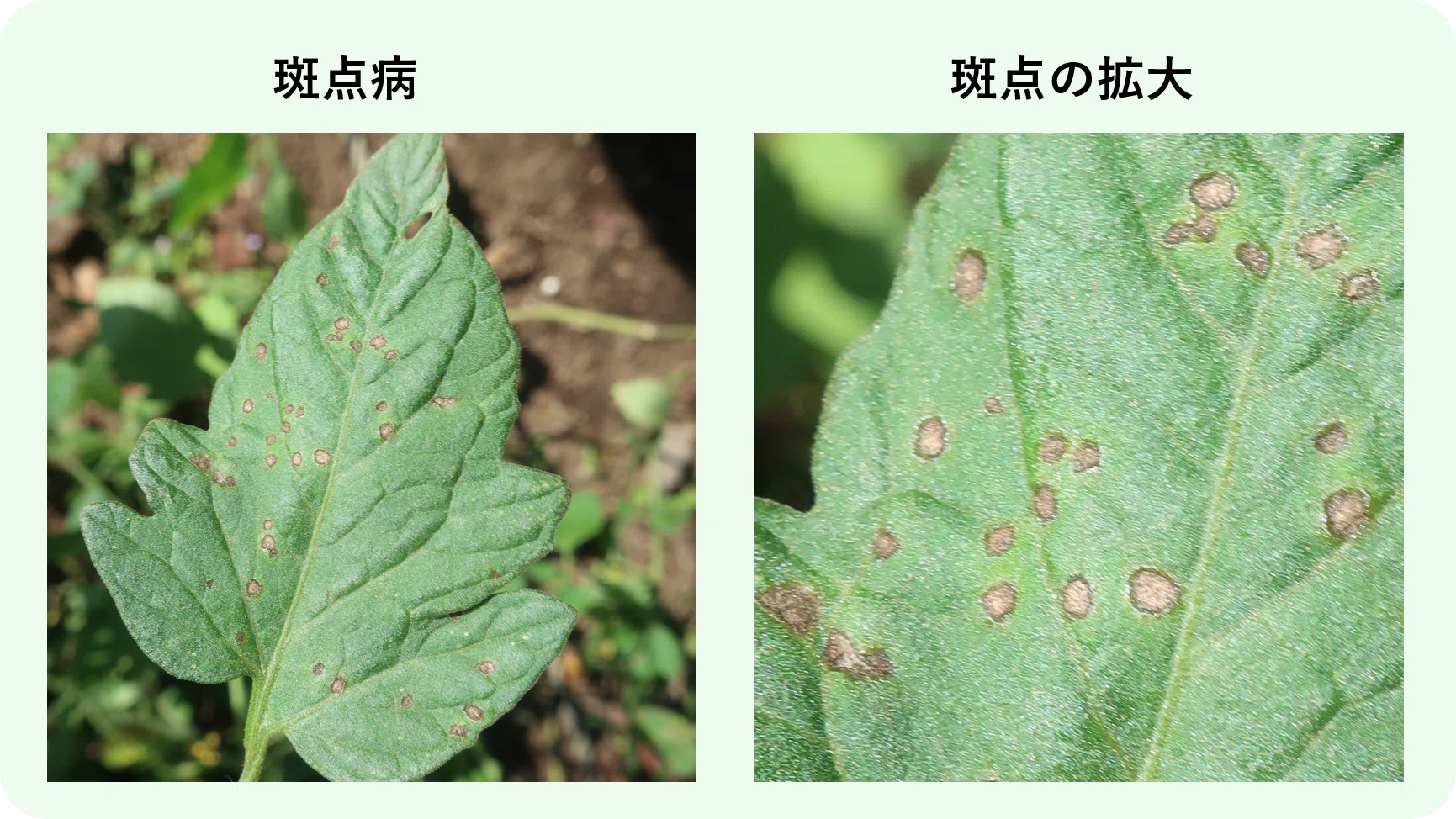 トマト 斑点 病