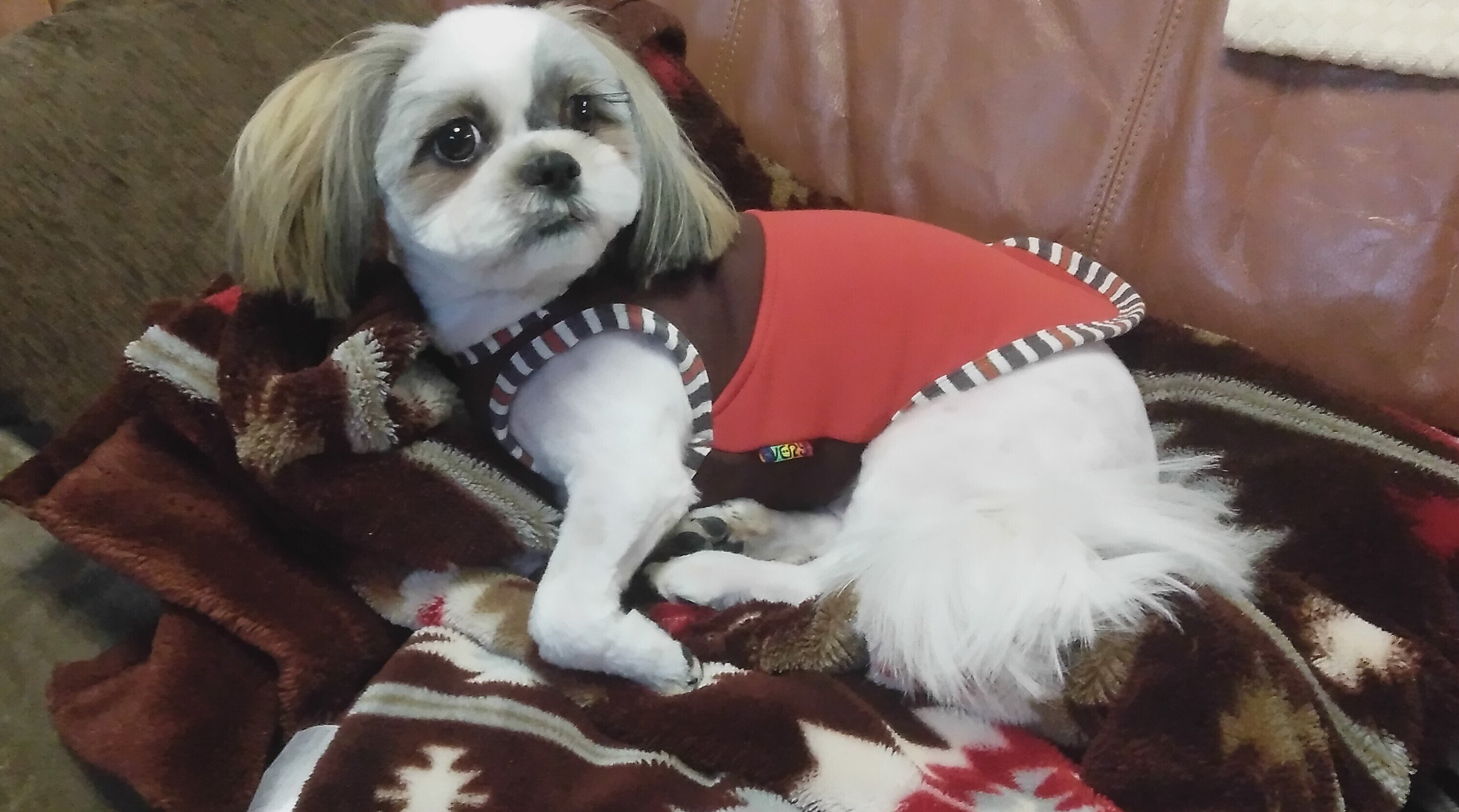 保護犬おかづ カットの日 竜巻ちゃうで つむじ風 さいとうt長 Note