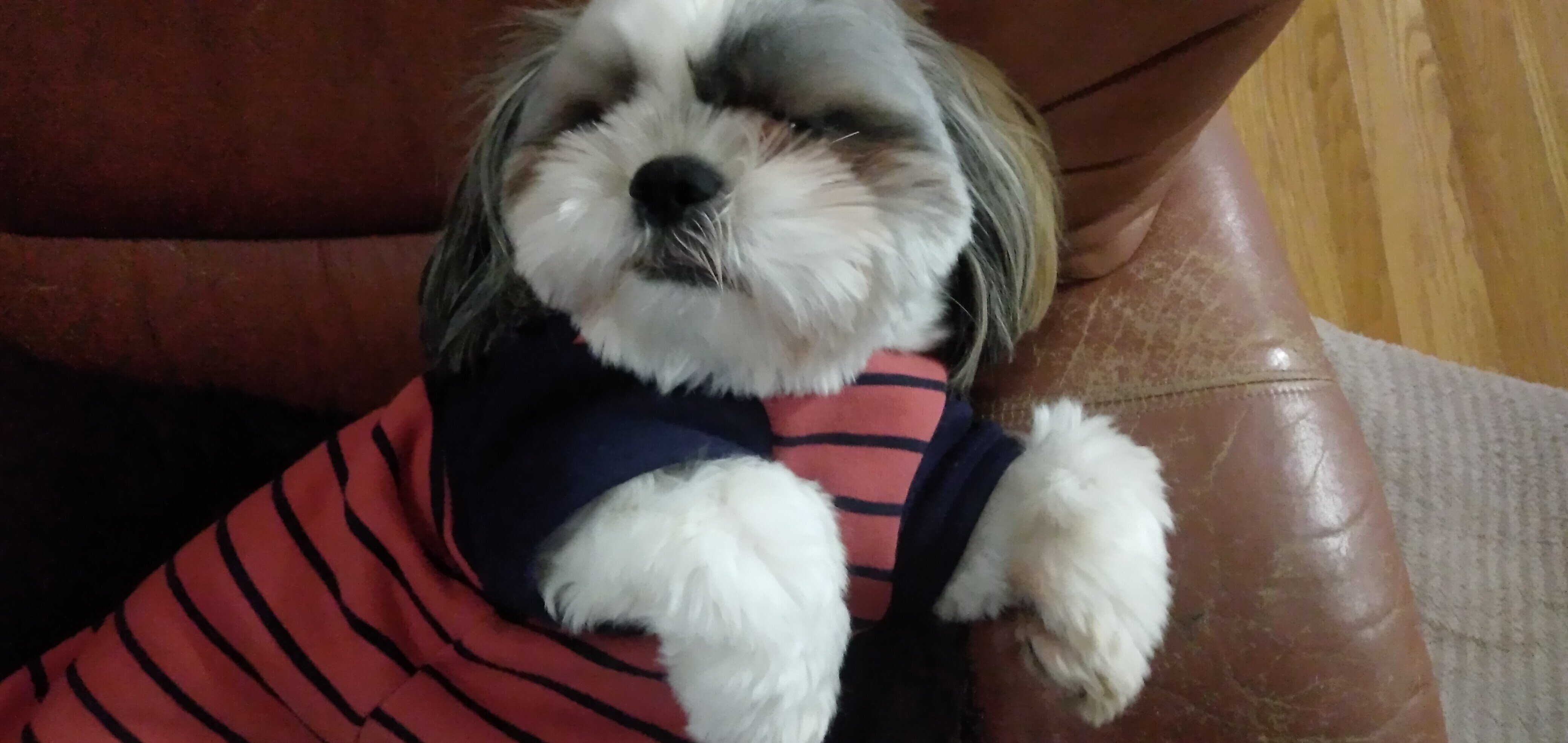 保護犬おかづ カットの日 竜巻ちゃうで つむじ風 さいとうt長 Note